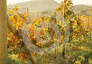 Rows of grapevines in large vineyard on mountainside in France, Italy. Red, white, rose wine production in local farm