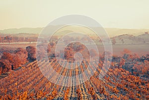 Rows of grapevines in large vineyard on mountainside in France, Italy. Red, white, rose wine production in local farm