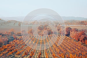 Rows of grapevines in large vineyard on mountainside in France, Italy. Red, white, rose wine production in local farm