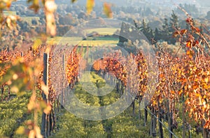 Rows of grapevines in large vineyard on mountainside in France, Italy. Red, white, rose wine production in local farm