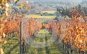 Rows of grapevines in large vineyard on mountainside in France, Italy. Red, white, rose wine production in local farm