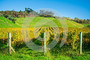 Rows of grapevines with leaves turning yellow. Autumn in Hawke's Bay vineyard, New Zealand