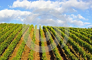 Vineyard blue sky and clouds