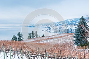 Vineyard and mountains covered in snow with lake in distance photo