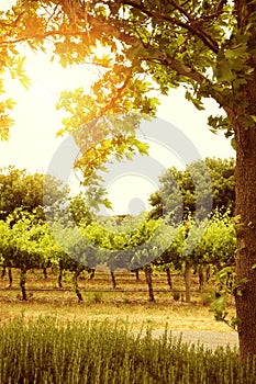 Rows of grapevines with sun through tree