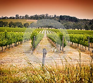 Rows of grapevines taken at Australia's prime wine growing winery - sunset photo