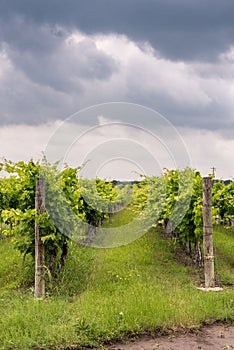 Rows of grapevines in Texas Hill Country