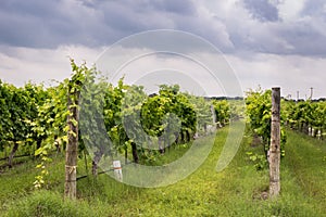 Rows of grapevines in Texas Hill Country vinyard