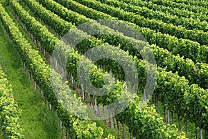 Rows of grapevines in vineyard