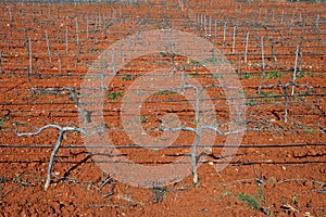 Rows of grapevines in vineyard