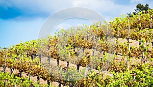 Rows of grapevines in a vineyard