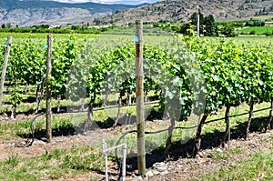 View of a Vineyard on a Sunny Summer Day