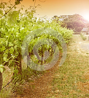 Rows of grapevines - vintage photo