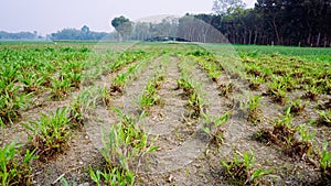 Rows of grass have been planted in agricultural fields. Low angle crop rows