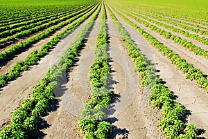 Rows of Green