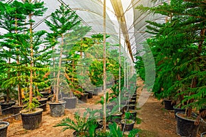 Rows of green araucaria planted in pots inside the greenhouse gardens of a decorative leafy plant nursery. The concept of