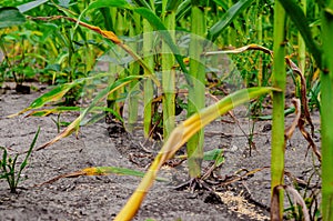 Rows of green corn in the field. Corn growth. Inside view