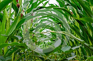 Rows of green corn in the field. Corn growth. Inside view