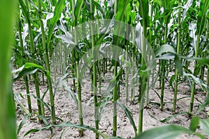 Rows of corn maize growing in the field