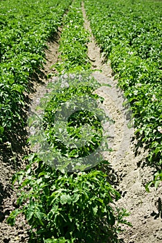 Rows of green field of flowering potatoes in summer on a sunny day. Agriculture