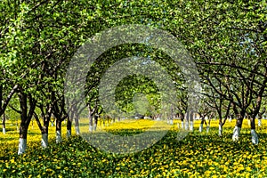 Arch alley at spring. Rows of green gardening blooming fruit trees.