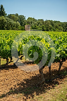 Rows of green grapevines growing on pebbles on vineyards near Lacoste village in Luberon, Provence, France