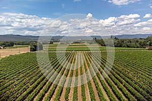 Rows of green grapevines growing on pebbles on vineyards near Lacoste village in Luberon, Provence, France