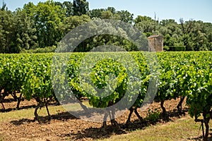 Rows of green grapevines growing on pebbles on vineyards near Lacoste village in Luberon, Provence, France