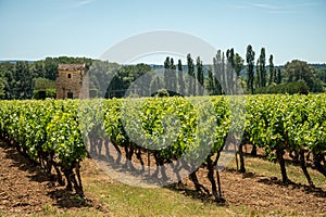 Rows of green grapevines growing on pebbles on vineyards near Lacoste village in Luberon, Provence, France