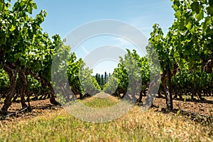 Rows of green grapevines growing on pebbles on vineyards near Lacoste village in Luberon, Provence, France