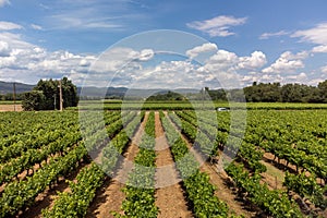 Rows of green grapevines growing on pebbles on vineyards near Lacoste village in Luberon, Provence, France