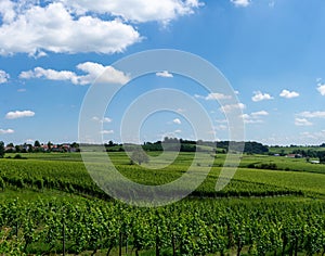 Rows of green grapevines in a vineyard under a blue sky with white cumulus clouds