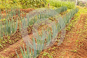 Rows green onion