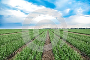 Rows of green onion in agricultural field