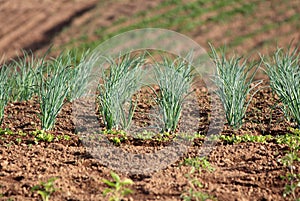 Rows of Green onions or Scallions vegetable plants growing in family house garden surrounded with dry soil and other small plants