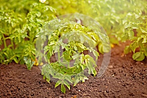 Rows of green potato plant in field