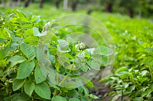 Rows of green potato plant in field