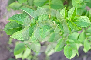 Rows of green potato plant in field