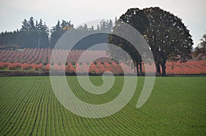 Rows of green and red on a farm in Oregon`s Willamette Valley