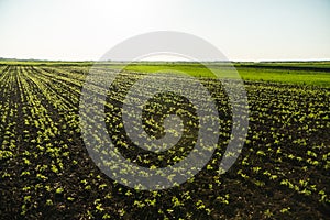 Rows of green soybean plant on the fertile agiculture field in summer. Young soy bean plant against the sun.