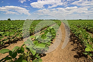 Rows of green soybeans against the blue sky. Soybean fields rows.