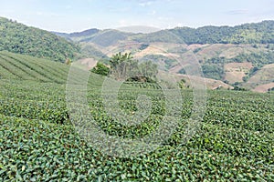 Rows of green terraced 101 tea plantation at Doi Mae Salong, Chiang Rai, Thailand