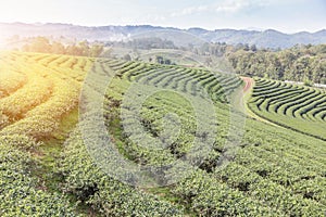 Rows of green terraced Choui Fong tea plantation on highland