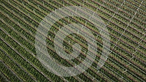 Rows of green trees in fruit garden. Blooming apple trees in orchard. Gardening