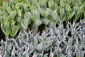 Rows of green tulip plants with what will soon be bright and colorful flowers