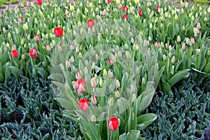 Rows of green tulip plants with what will soon be bright and colorful flowers