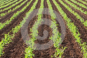 Rows of green vegetables photo