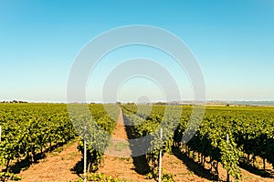 Rows of green vineyards. Grape vines field in summer. Krasnodar reggion, Russia