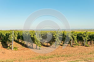 Rows of green vineyards. Grape vines field in summer. Krasnodar reggion, Russia