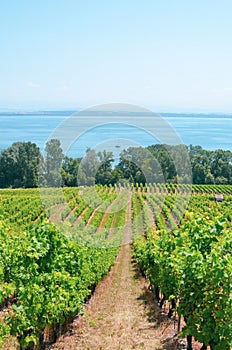 Rows of green vineyards on the hill above the Neuchatel Lake in Switzerland. Photographed on a sunny summer day. Swiss wine region